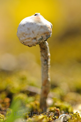 BB 07 0086 / Tulostoma brumale / Grann styltesopp